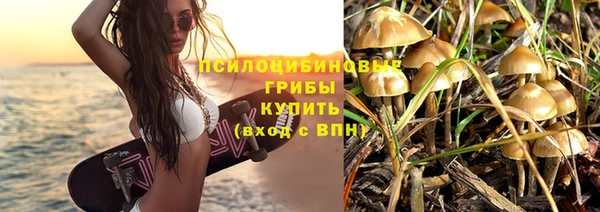стаф Алзамай